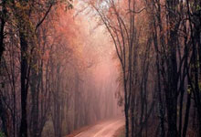 哪里能看五星体育在线直播高清无插件?